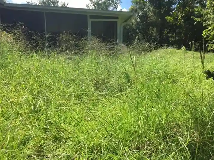 Lawn care service started by vendor 2 on GreenPal platform in Sanger CA